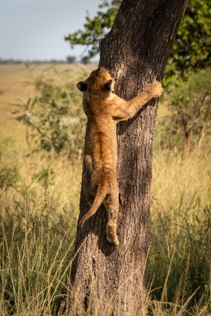 Photo lion cub climbs tree trunk in savannah