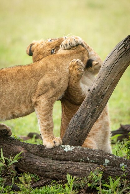 Photo lion cub grabs another with its paws