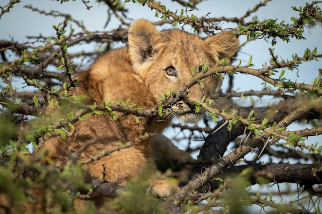 Photo lion cub sits in thornbush watching camera