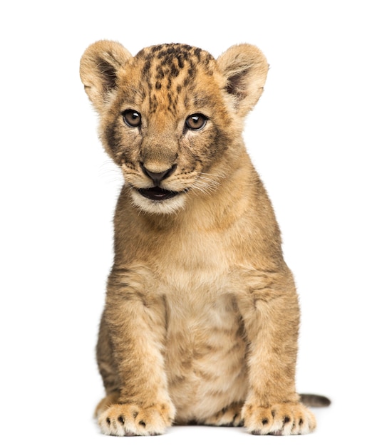 Lion cub sitting isolated on white