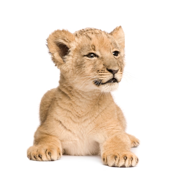 Lion Cub on a white isolated