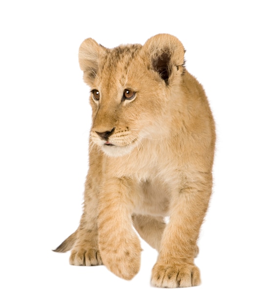 Lion Cub on a white isolated