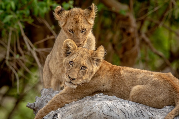 Photo lion cubs sitting on a fallen tree in the kruger national park south africa