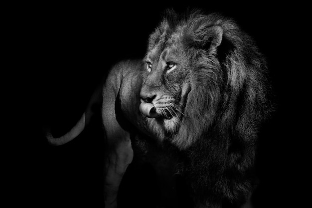 Lion in the dark wallpapers and images