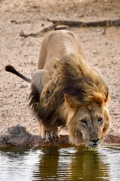 Photo lion drinking water from lake