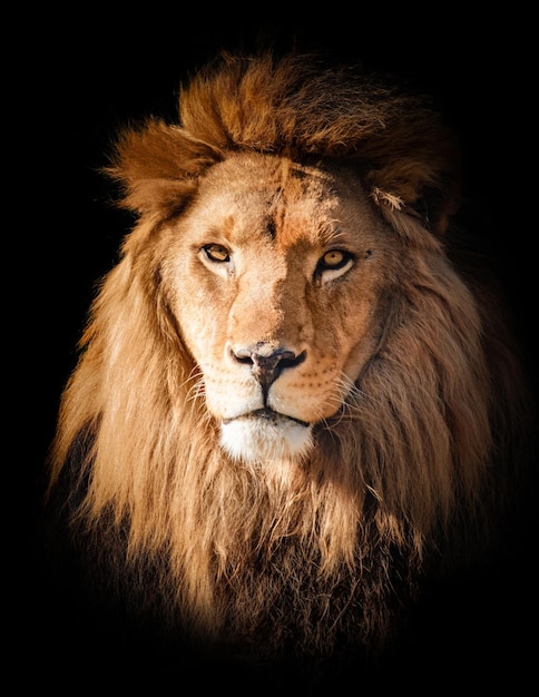 Lion face portrait on black background