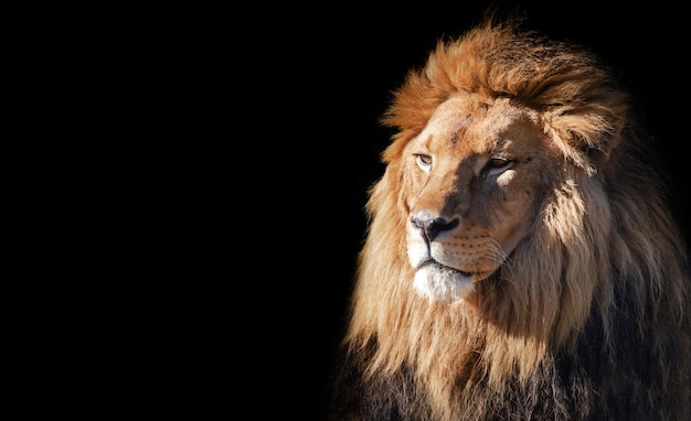 Lion face portrait on black background