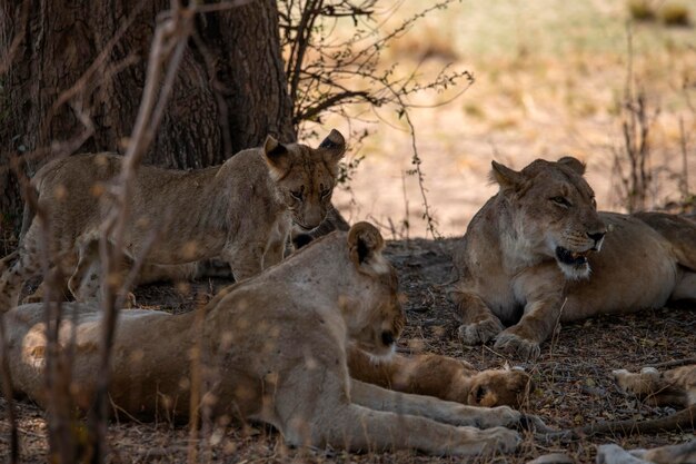 Photo lion family on field in forest