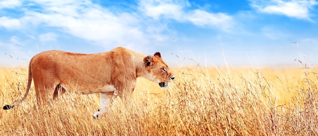 Lion female in the African savannah Africa Tanzania Serengeti National Park Banner design Wild life of Africa