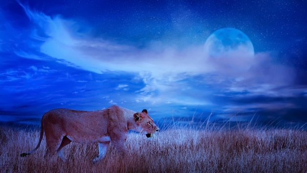 Lion female in the African savannah Moonlight night african landscape Africa Tanzania Serengeti National Park Wild life of Africa