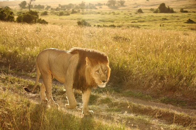 Lion in a field