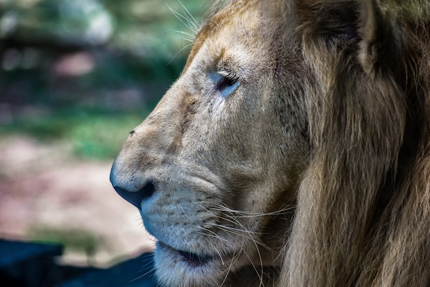 The Lion head, close-up