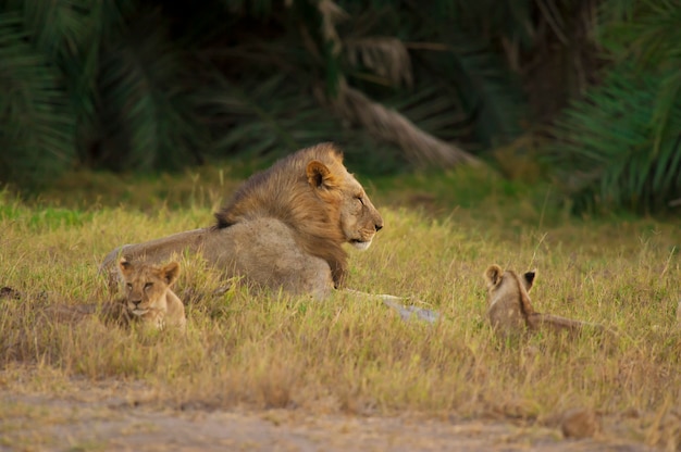 Lion and his cubs in the Savannah