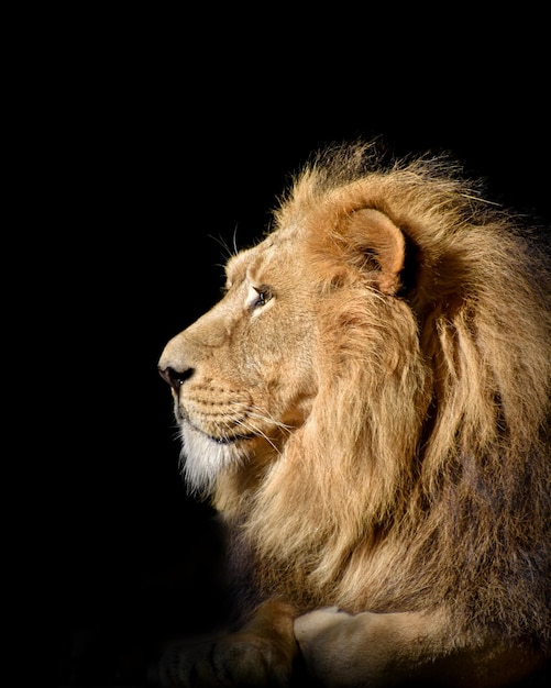 The lion is a lion that is a lion.