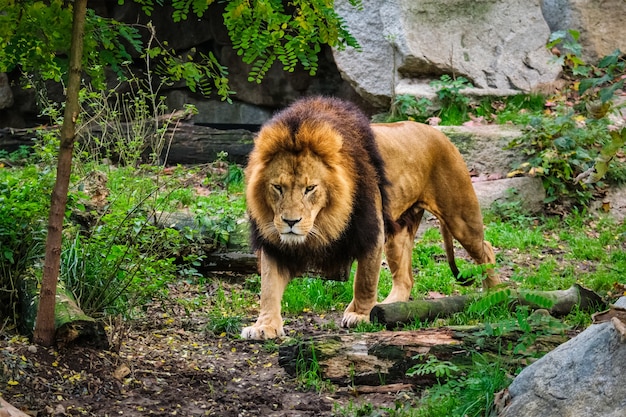 Lion in jungle forest in nature