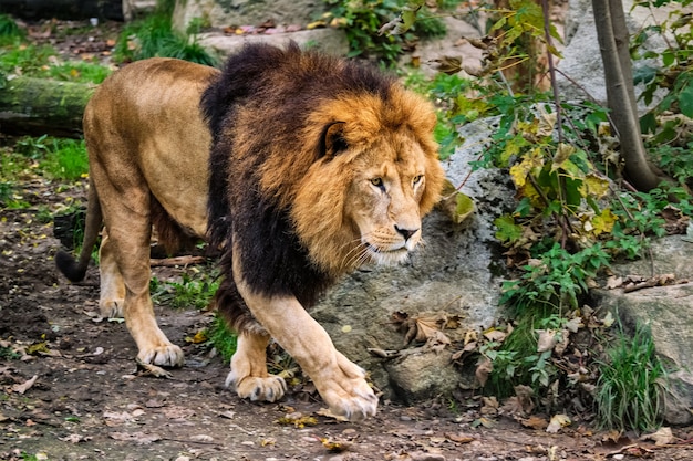 Lion in jungle forest in nature