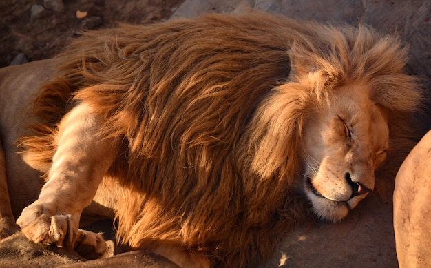 The lion king of beasts sleeps sweetly with dangling paws