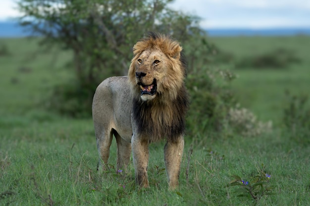 Photo lion king walking through the savannamasai mara