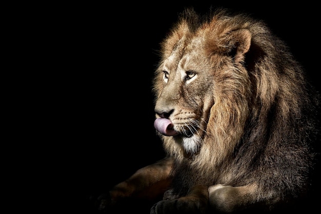 A lion licks his tongue in a black background.