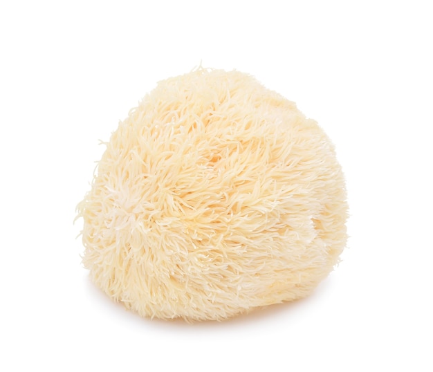 Lion mane mushroom isolated on white background.