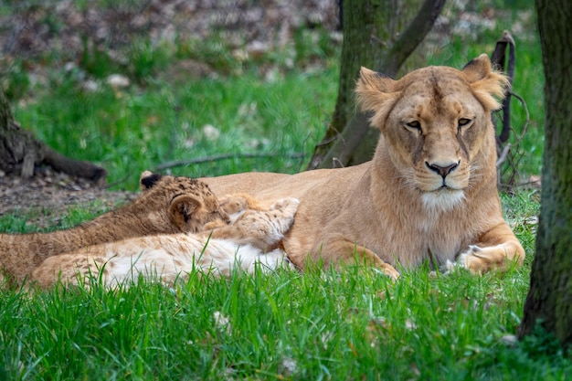 Lion mother with her young cubs Congolese lion Panthera leo bleyenberghi