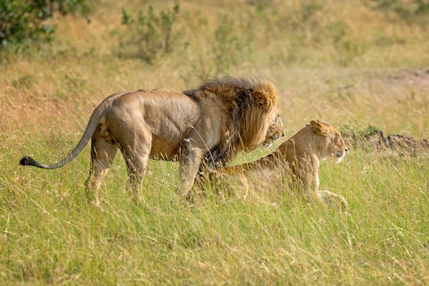 Lion in National park of Kenya, Africa