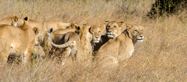 Lion in National park of Kenya, Africa