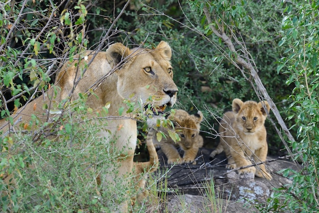 lion in National park of Kenya, Africa