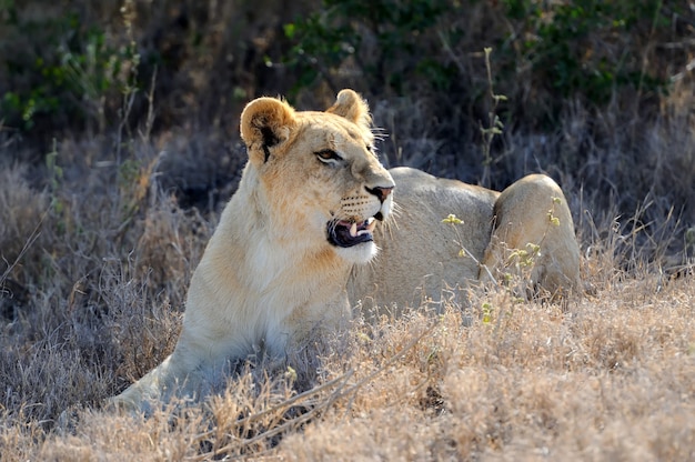 lion in National park of Kenya, Africa