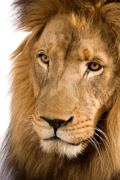 Lion, Panthera leo on a white isolated