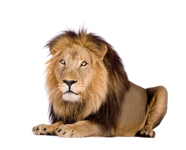 Lion, Panthera leo on a white isolated