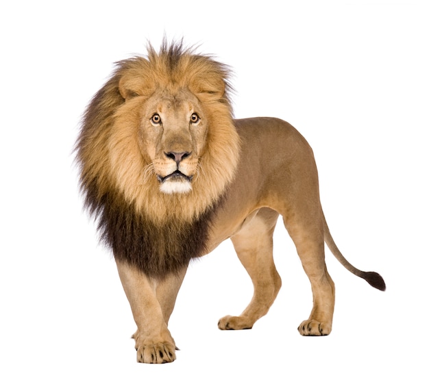 Lion, Panthera leo on a white isolated