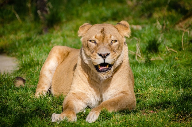 Lion portrait