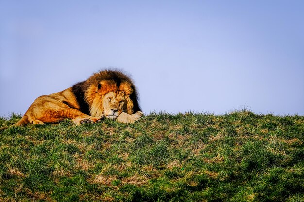 Photo lion relaxing on field