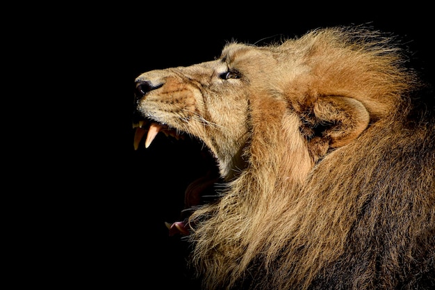 A lion with its mouth open and a black background