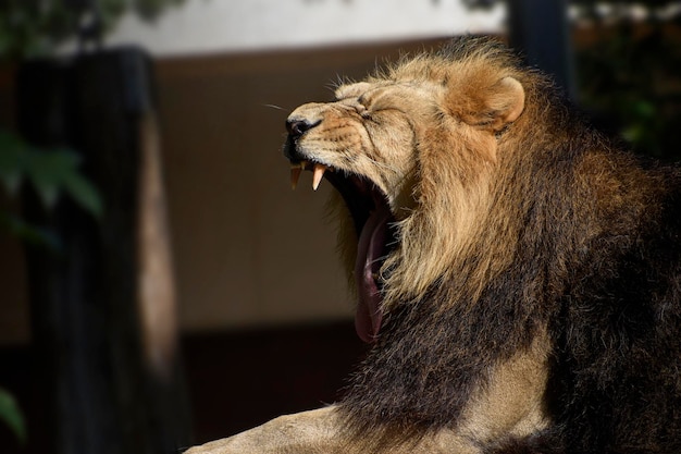 A lion yawning at the zoo