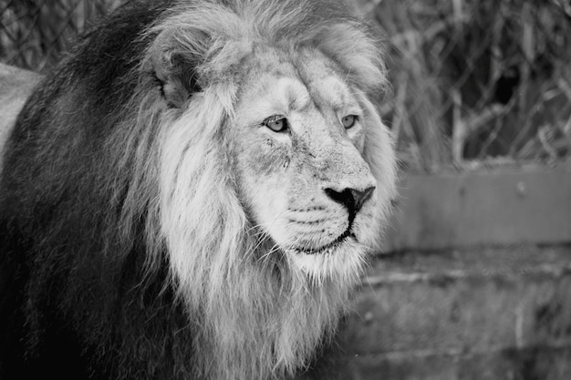 Photo lion at the zoo