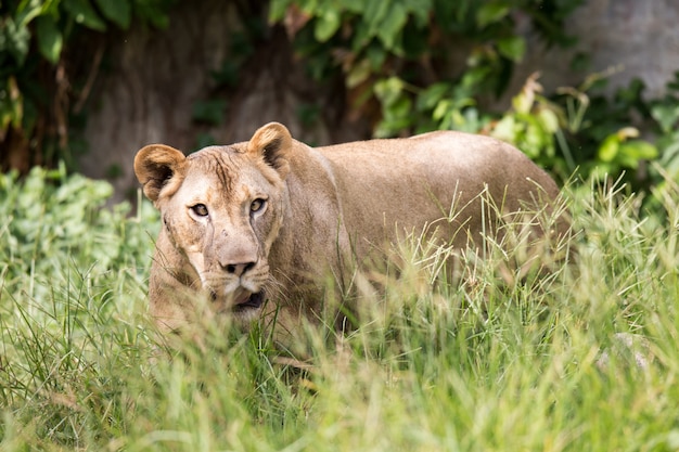 Lion in zoo