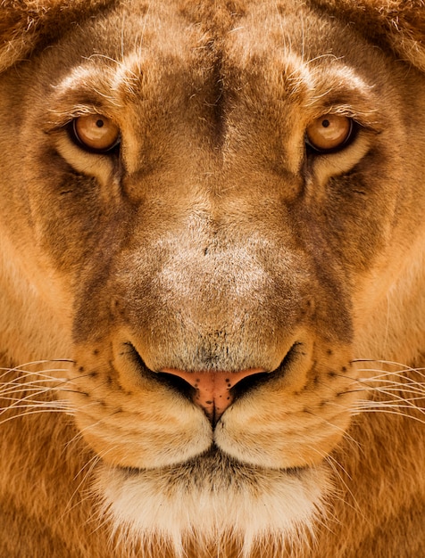 Lioness Close-up portrait, face of a female lion