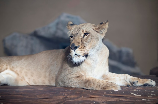 Lioness close up. Predatory animal female lion.