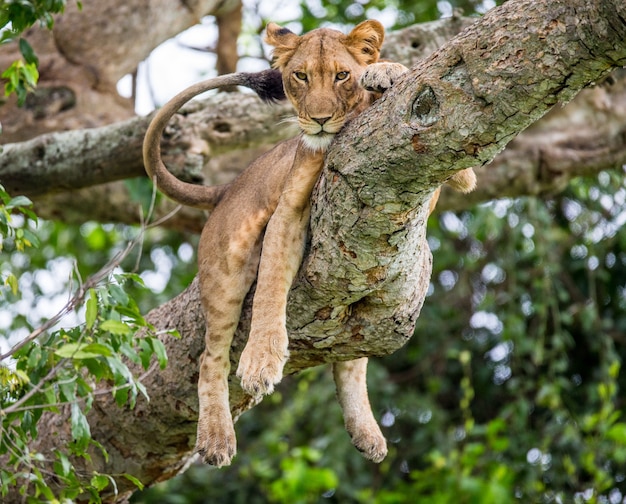 Lioness is lying on a big tree 