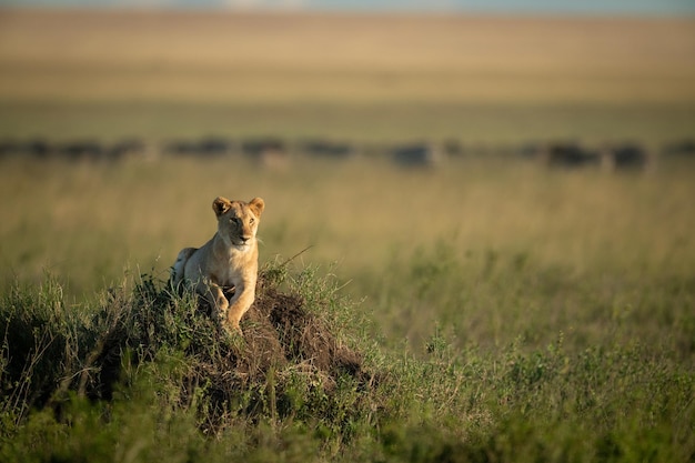 Photo lioness lies on grassy mound lifting head