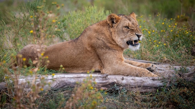 Lioness lies in its natural environment bared jaws