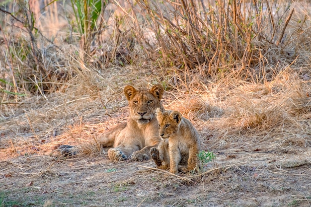 Lioness lying on the ground with her cub