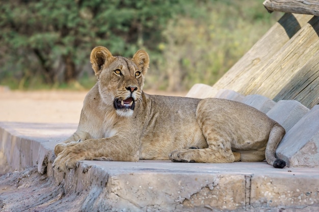 Lioness lying in nature