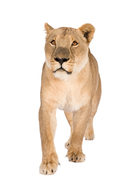 Lioness, Panthera leo on a white isolated