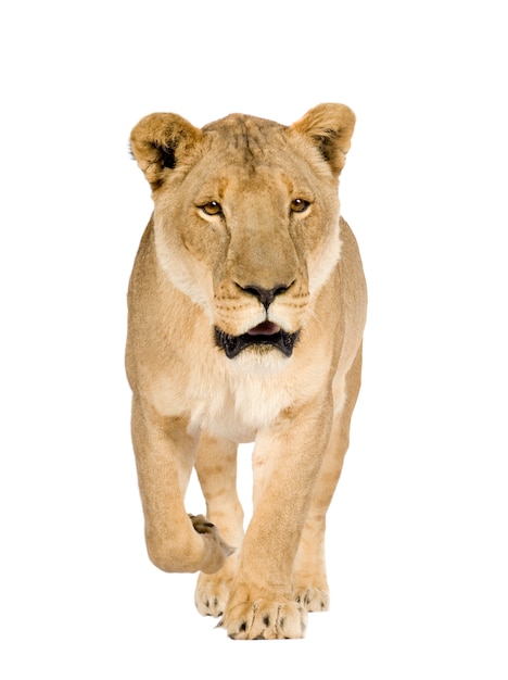 Lioness, Panthera leo on a white isolated