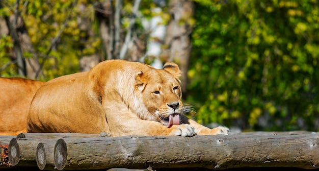 Lioness Resting on Wooden Platform