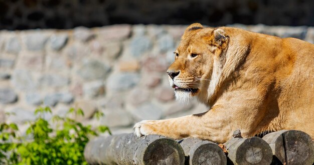 Lioness Resting on Wooden Platform