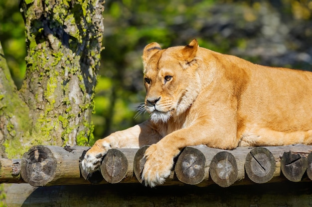 Lioness Resting on Wooden Platform